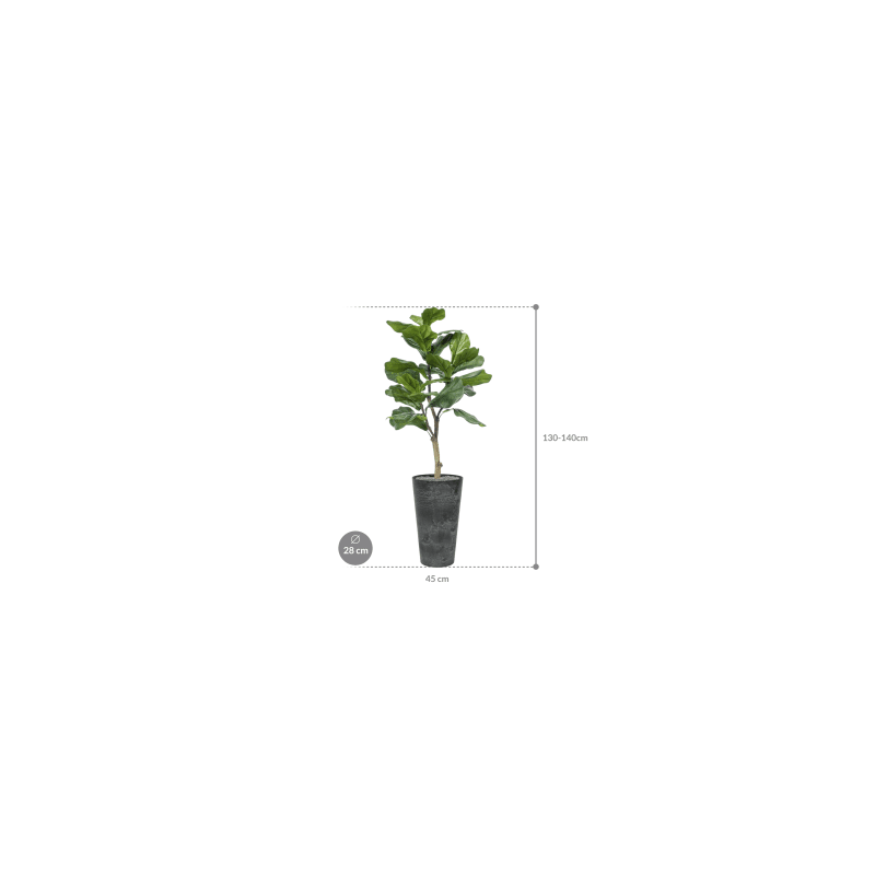 Ficus lyrata in Claire Pot Hoog Zwart - kunstplant