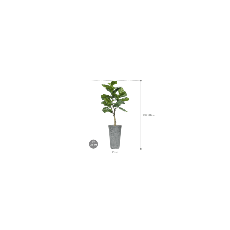 Ficus lyrata in Claire Pot Hoog Grijs - kunstplant