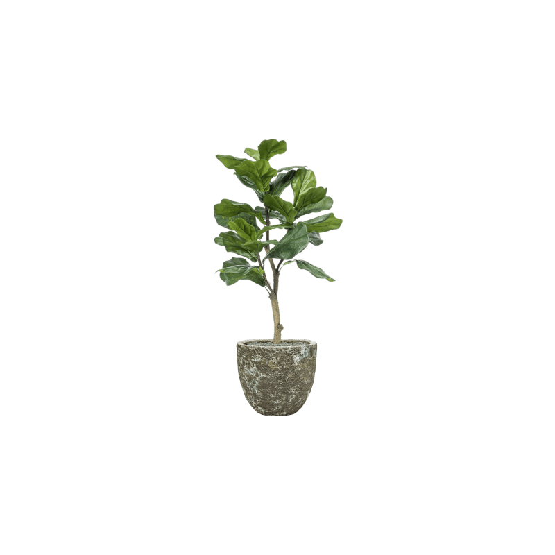 Ficus lyrata in Vulcana Couple groen - kunstplant