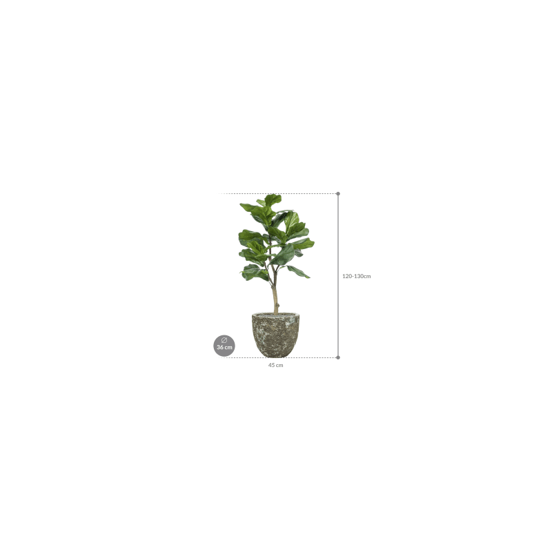 Ficus lyrata in Vulcana Couple groen - kunstplant