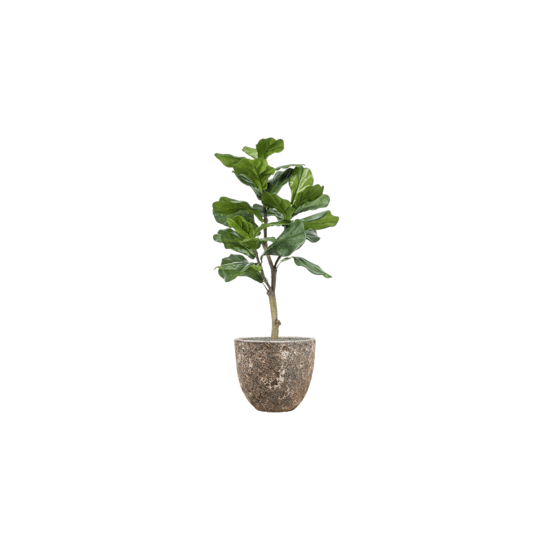 Ficus lyrata in Vulcana Couple Metal - kunstplant