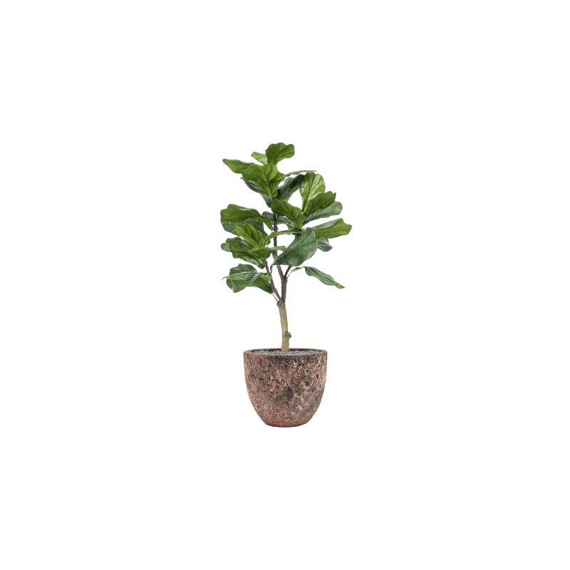 Ficus lyrata in Vulcana Couple Roze - kunstplant