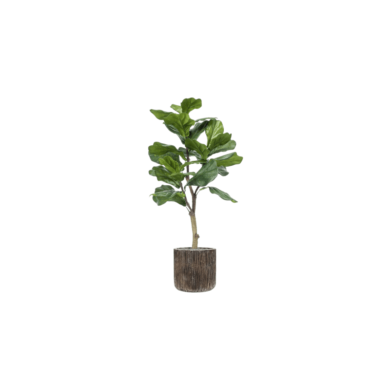 Ficus lyrata Vertakt in Luxe Lite Universe Waterfall Cilinder - kunstplant