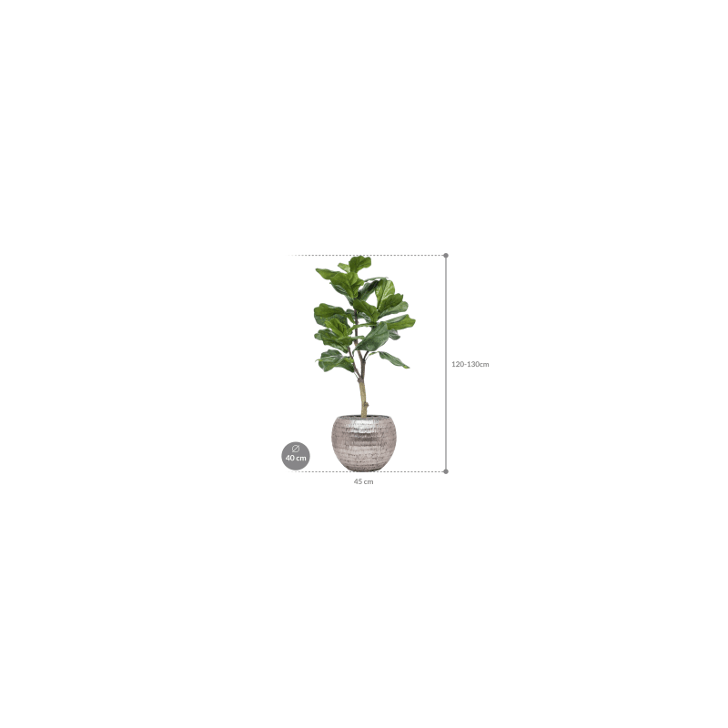 Ficus lyrata in Opus Hammered Globe Zilver - kunstplant