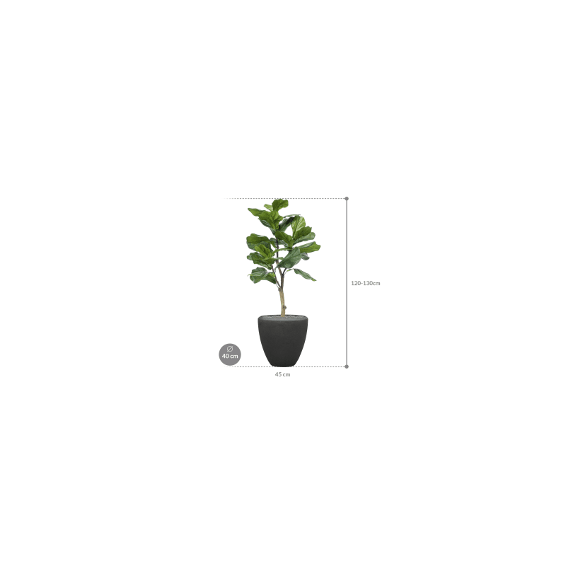 Ficus lyrata in Polystone Couple Zwart - kunstplant