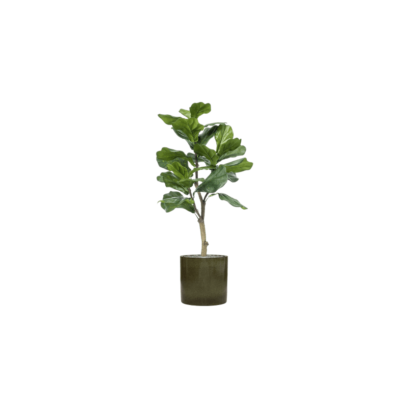 Ficus lyrata in Cylinder Ceramic Groen - kunstplant