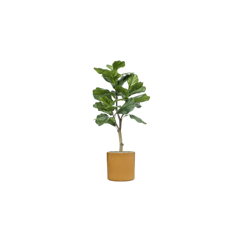 Ficus lyrata in Cylinder Ceramic Honey - kunstplant