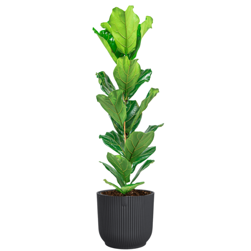 Ficus Lyrata in Vibes antraciet