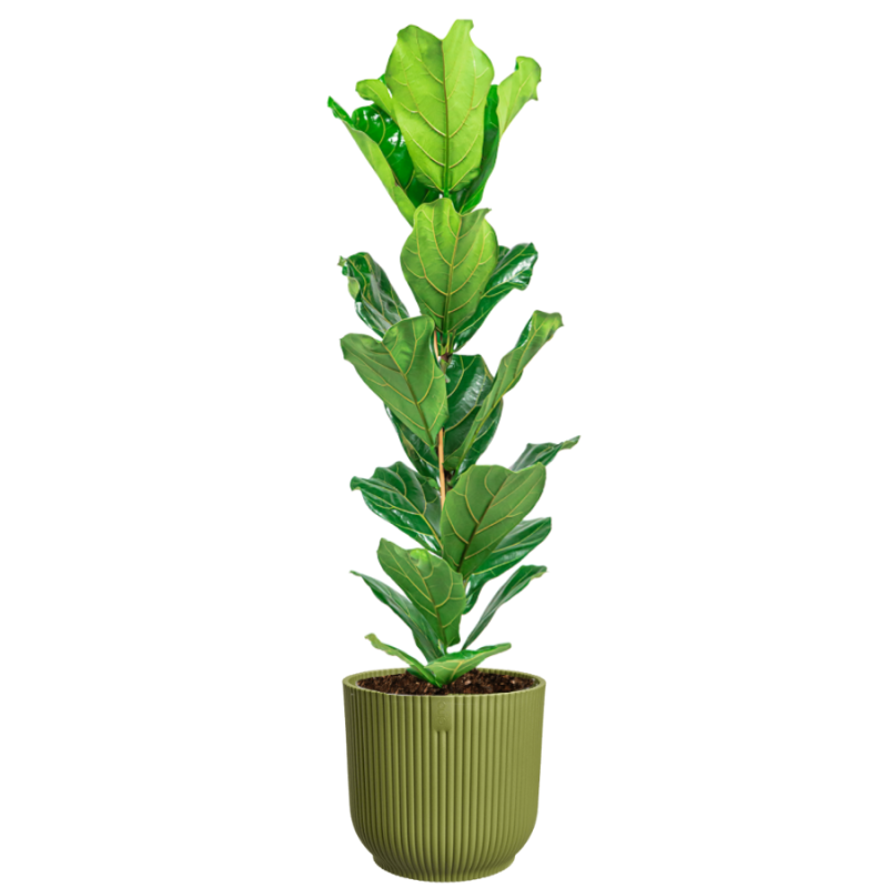 Ficus Lyrata in Vibes groen