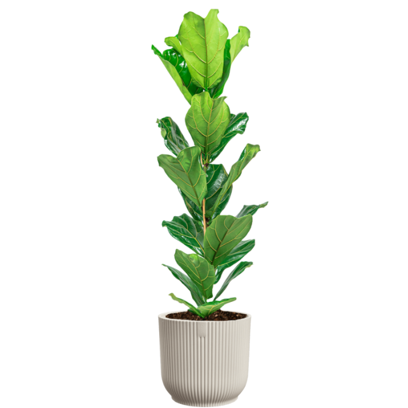 Ficus Lyrata in Vibes wit