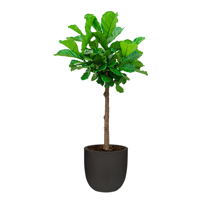 Ficus Lyrata op stam in Urban Smooth Egg Planter zwart