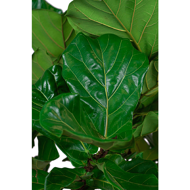 Ficus Lyrata op stam in Lux Retro Egg zilver