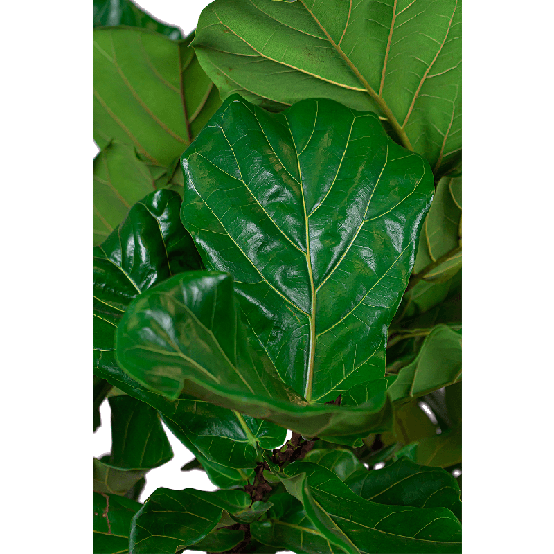 Ficus Lyrata op stam in Metallic Couple ice blue