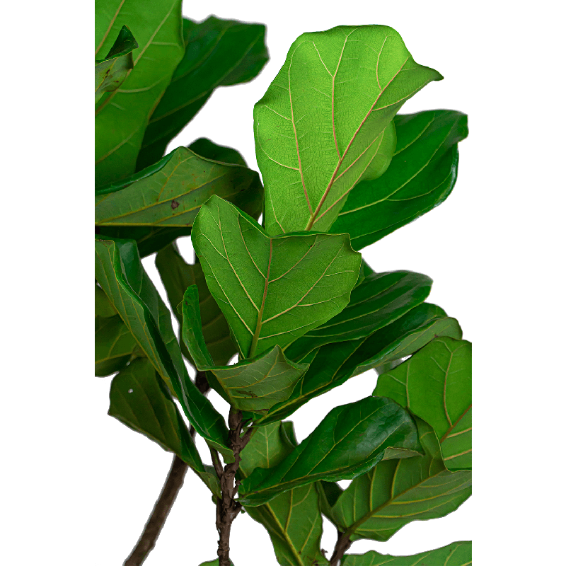 Ficus Lyrata op stam in Lux Retro Egg zilver