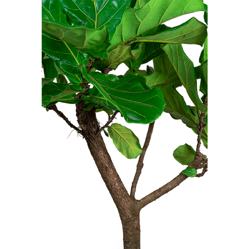 Ficus Lyrata op stam in watergevende Classico zwart