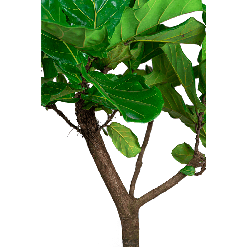 Ficus Lyrata op stam in Lux Retro Egg zilver