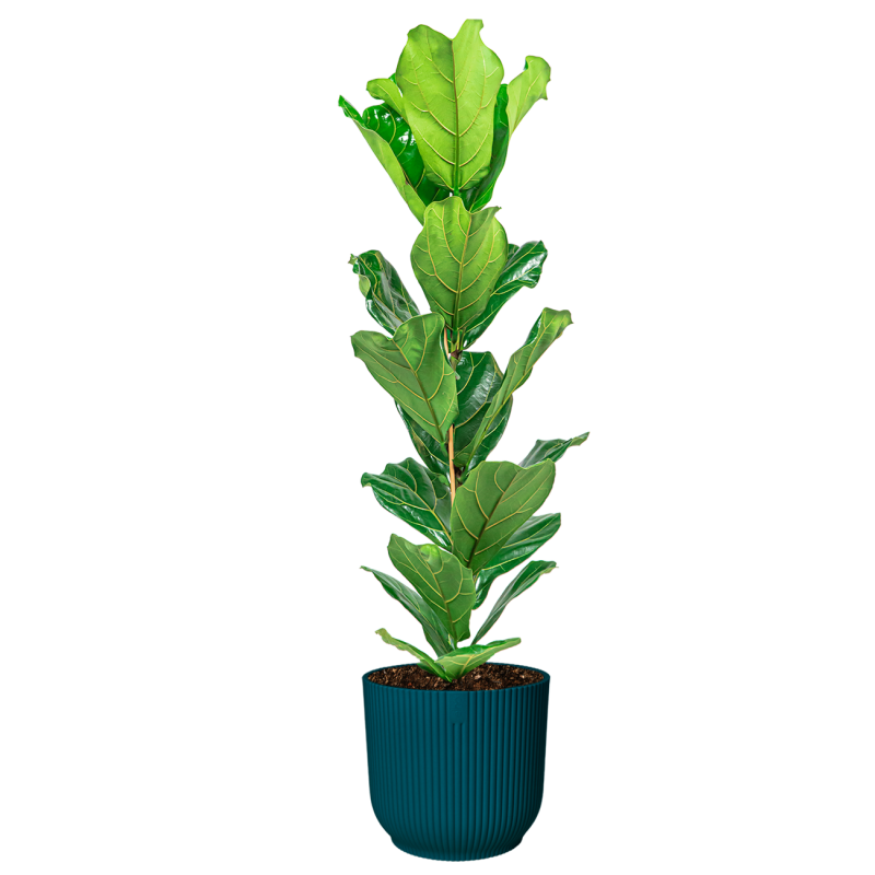 Ficus Lyrata in Vibes blauw