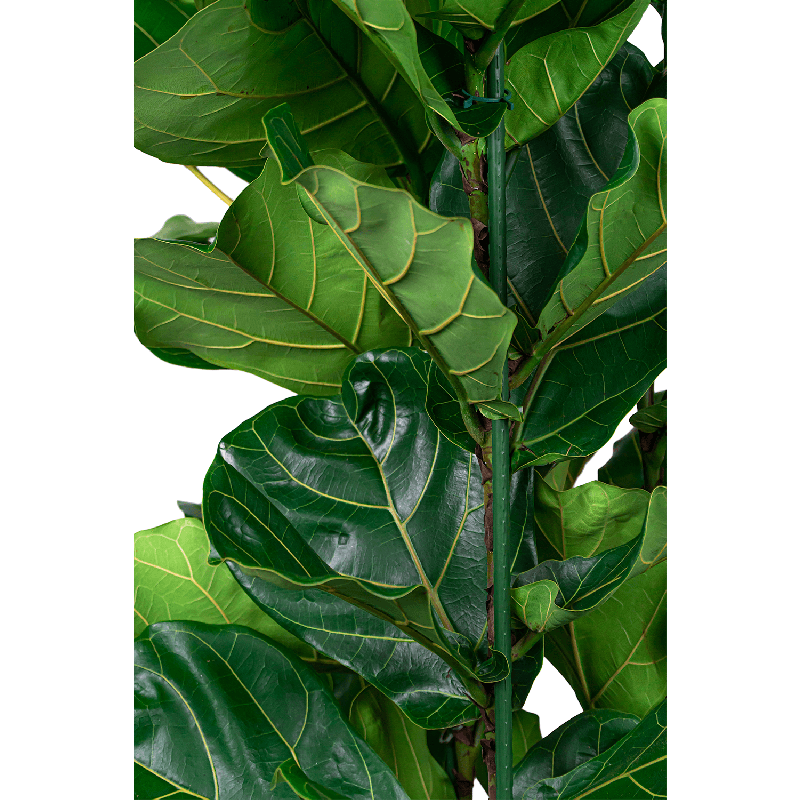 Ficus Lyrata in Metallic Globe honey