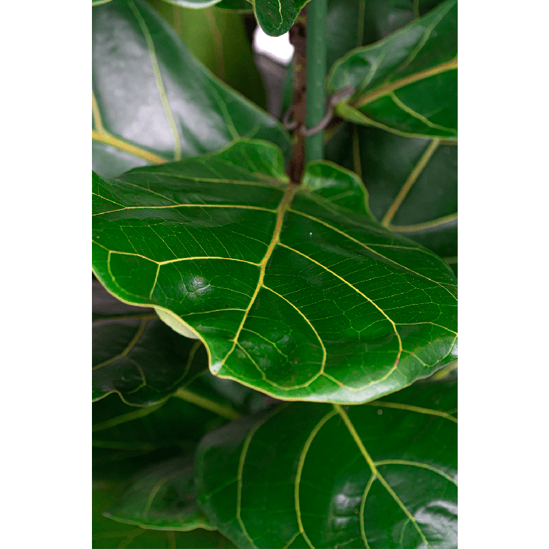 Ficus Lyrata in Metallic Globe honey