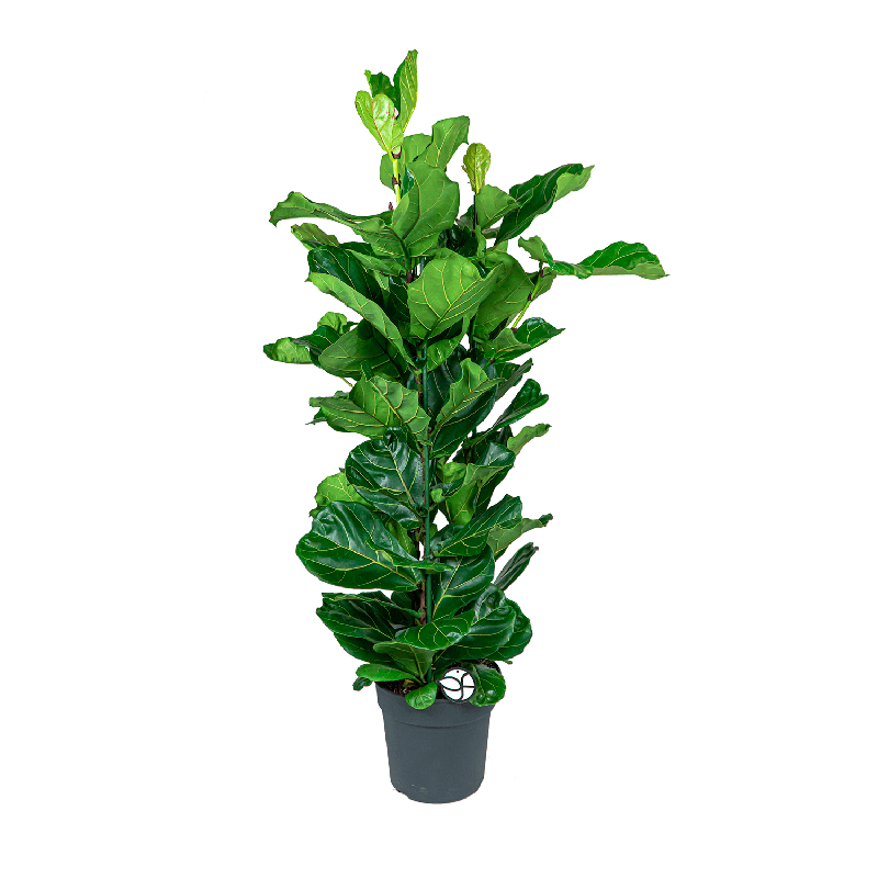 Ficus Lyrata straight