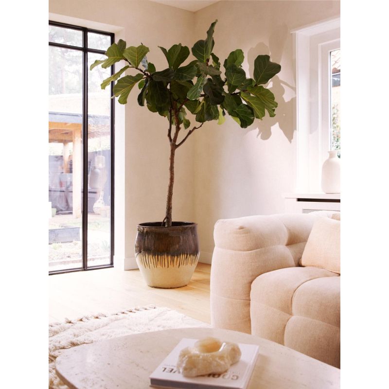 Ficus Lyrata op stam