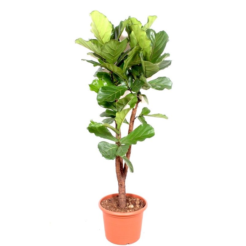 Ficus Lyrata vertakt