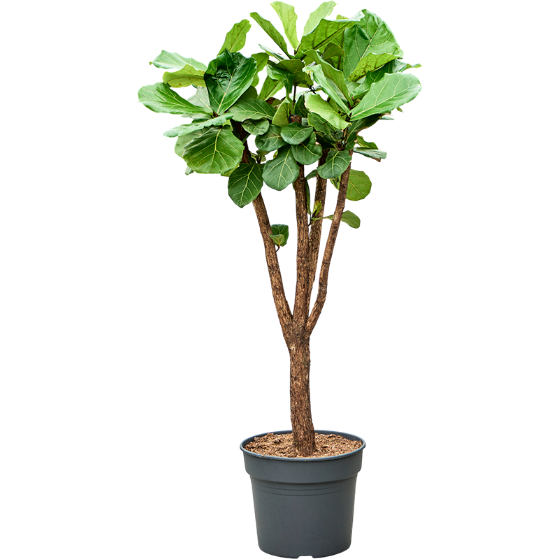 Ficus Lyrata vertakt
