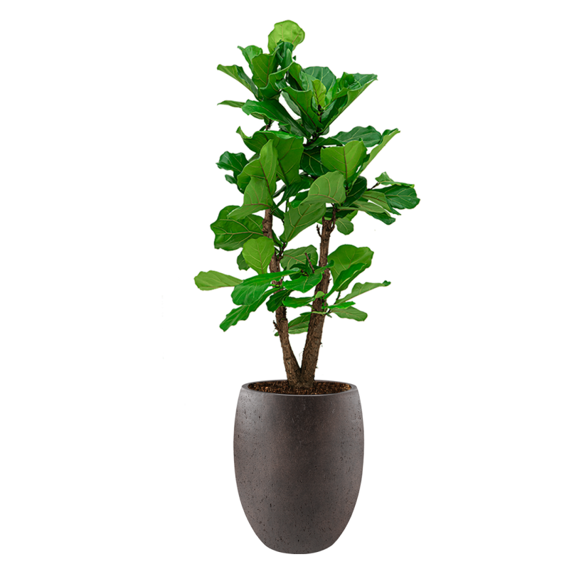 Ficus Lyrata vertakt in Grigio Tall Balloon bruin