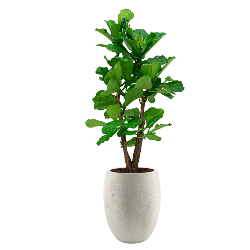 Ficus Lyrata vertakt in Grigio Tall Balloon wit