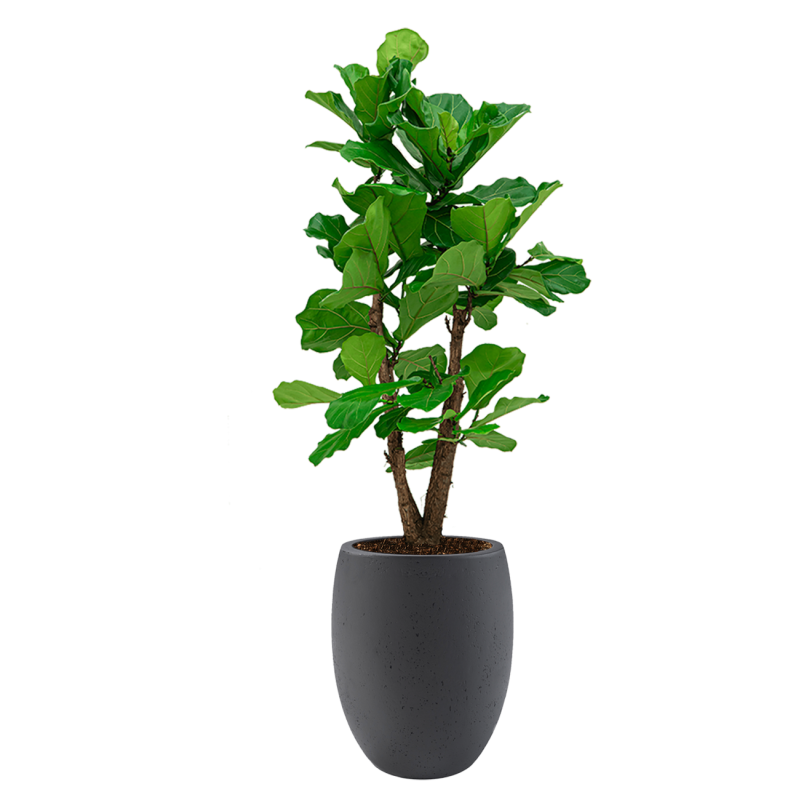 Ficus Lyrata vertakt in Grigio Tall Balloon antraciet