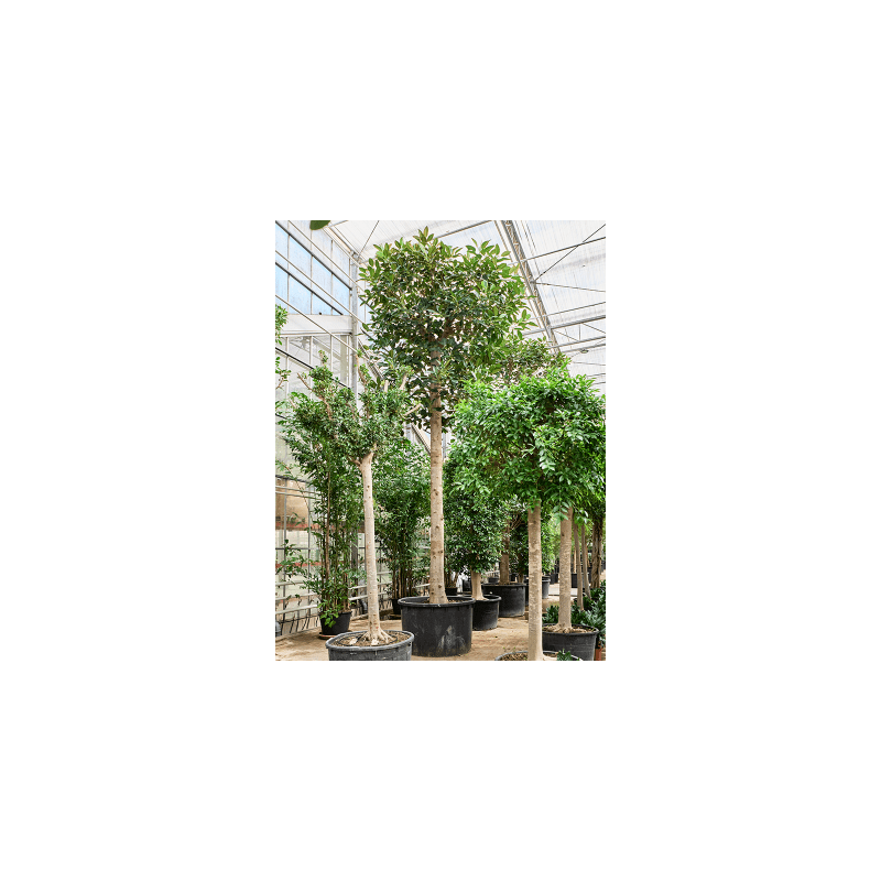 Ficus macrophylla
