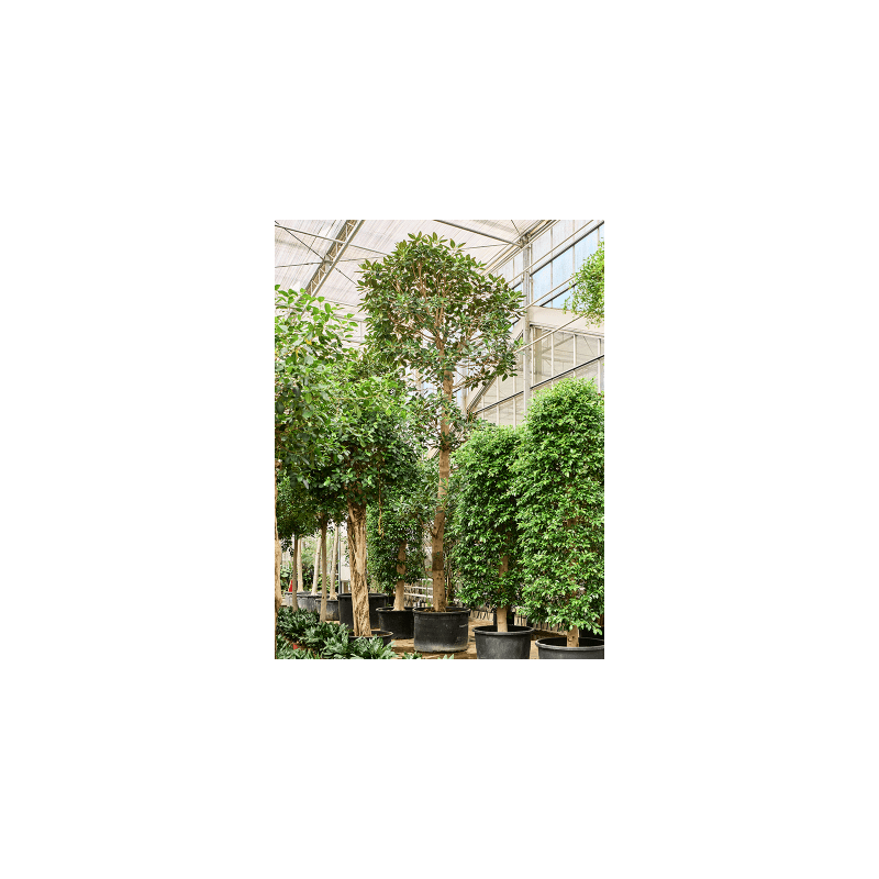 Ficus macrophylla