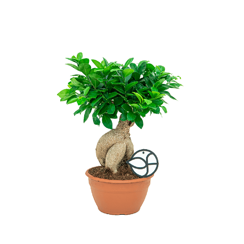 Ficus Microcarpa Compacta