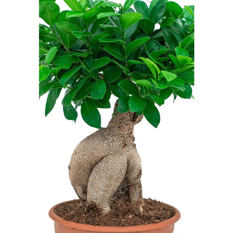 Ficus Compacta