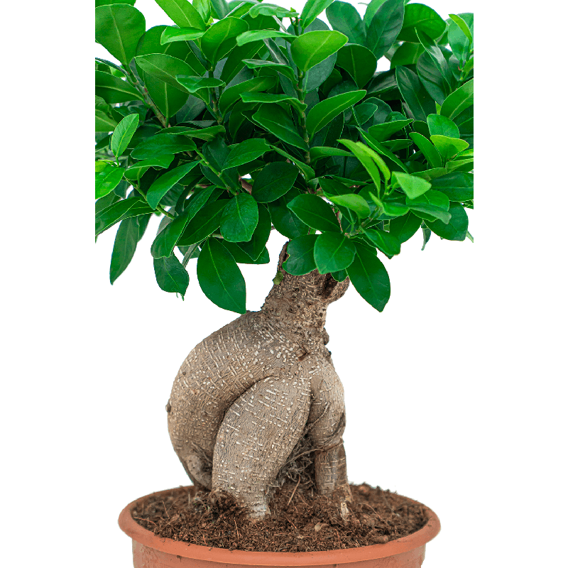 Ficus Microcarpa Compacta