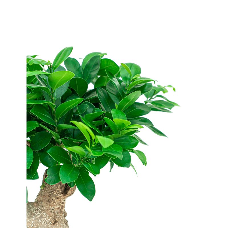 Ficus Bonsai Compacta in Amora Couple goud