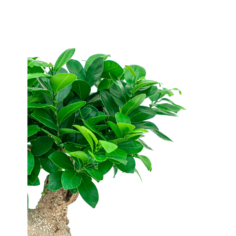 Ficus Microcarpa Compacta