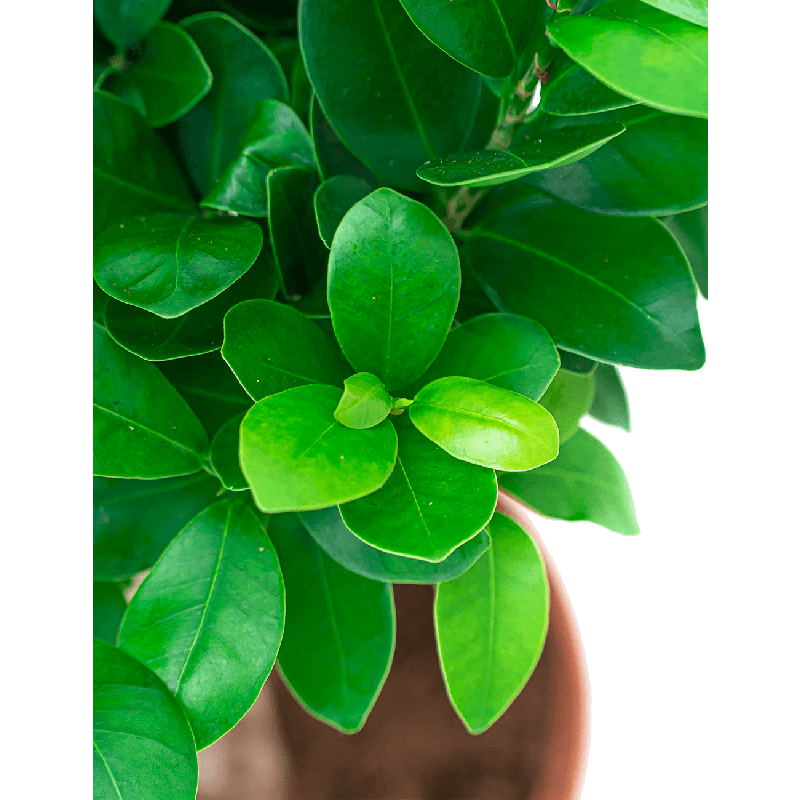 Ficus Compacta
