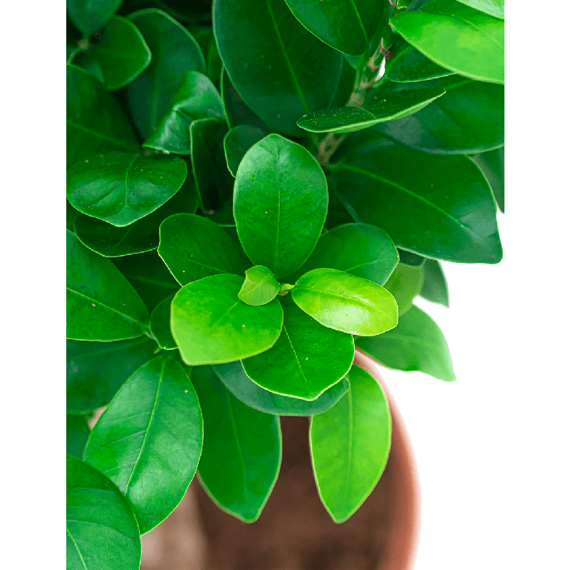 Ficus Microcarpa Compacta