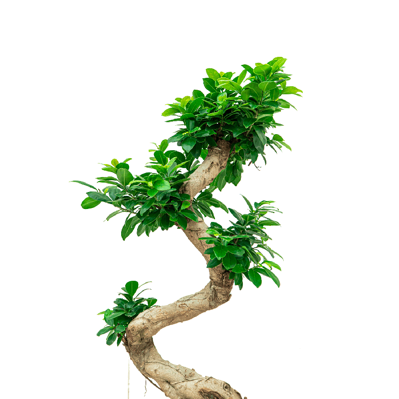 Ficus Bonsai in watergevende Rondo rood
