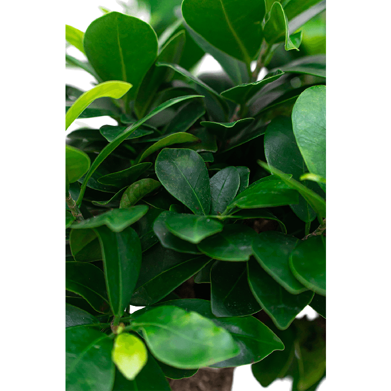 Ficus Bonsai in watergevende Rondo taupe