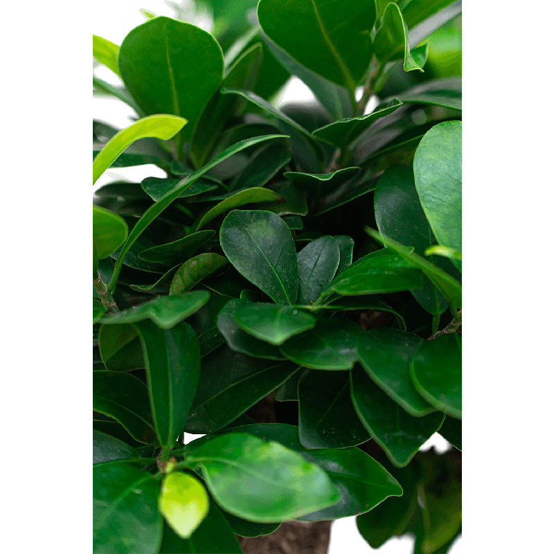 Ficus Bonsai in watergevende Rondo rood