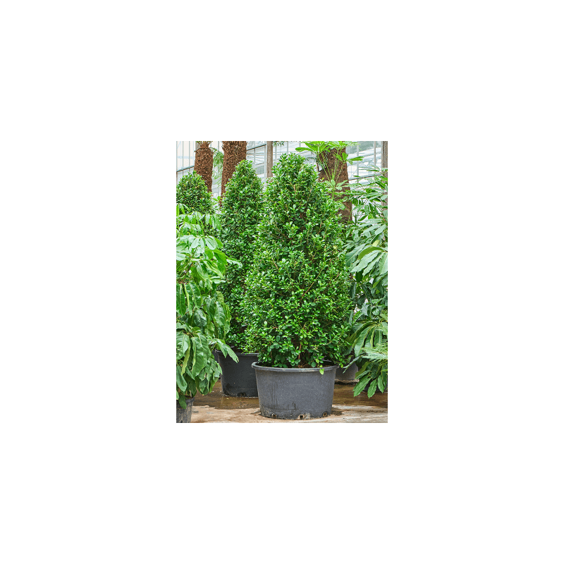 Ficus Moclame piramide