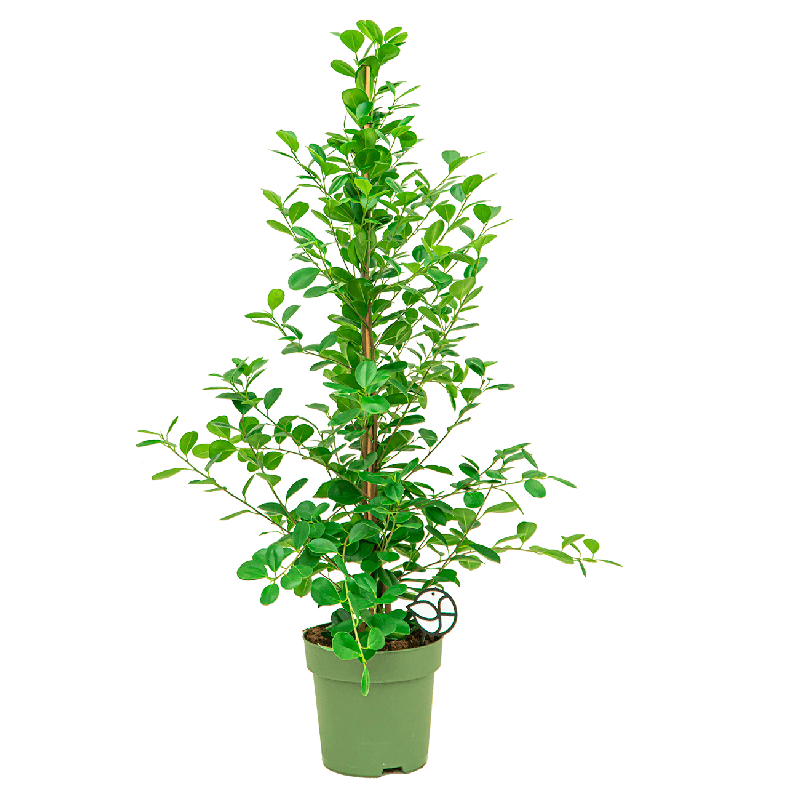 Ficus Moclame