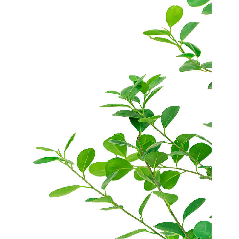 Ficus Moclame