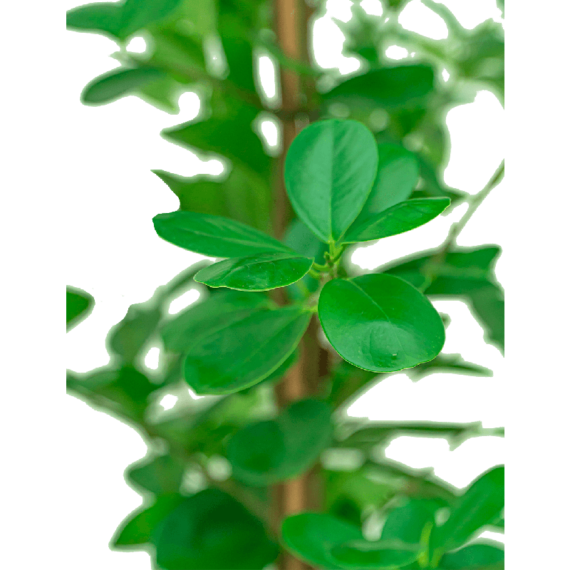 Ficus Moclame