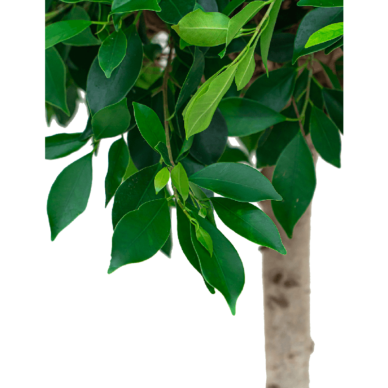 Ficus Nitida hydrocultuur in Runner vierkant zwart