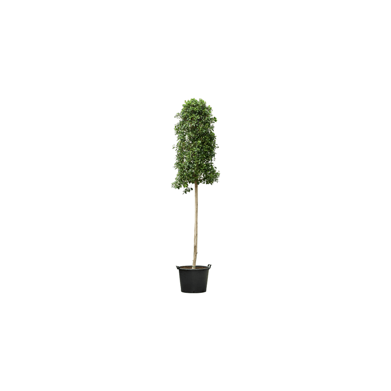 Ficus Nitida op stam