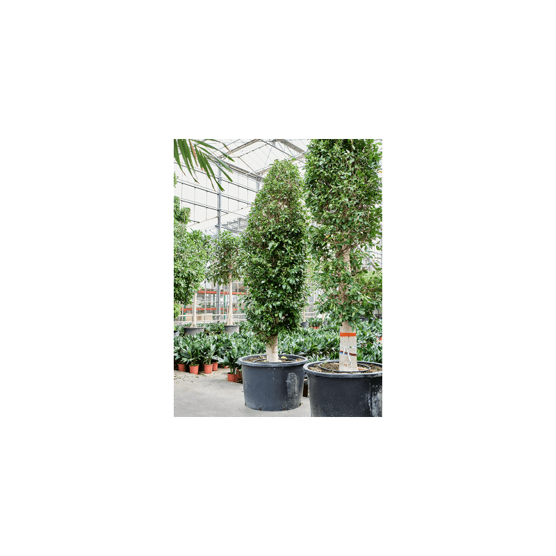Ficus Nitida piramide