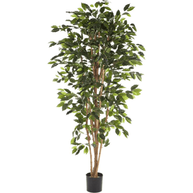 Ficus Nitida - kunstplant